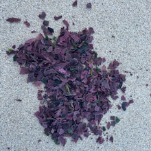 Charger l&#39;image dans la galerie, Algues bretonnes - Salade Océane 50g
